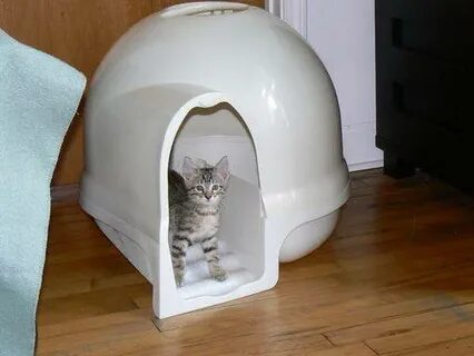 Кот писал стоя