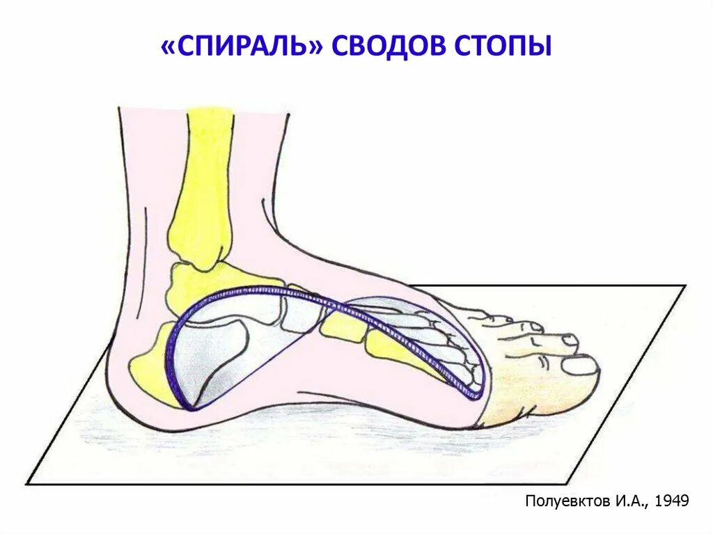 Свод 21. Точка опоры поперечного свода стопы. Внутренний продольный свод стопы. Строение сводов стопы. Наружный свод стопы.