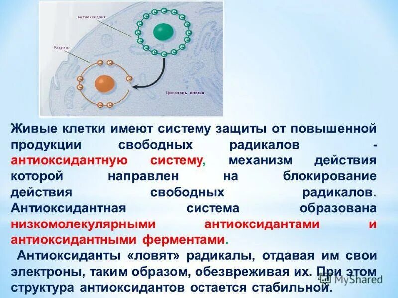 Защитная система клетки