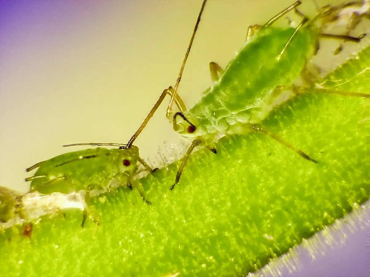 Тля это насекомое вредитель. Трипсы (бахчевая тля). Тля садовая. Имаго тли. Тля насекомое.