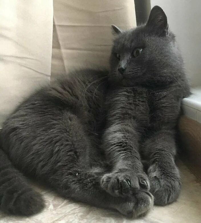 Кот дымчатого окраса. Дымчатый кот. дымчатая кошка. дымчатый котенок. кот дымчатого цвета.