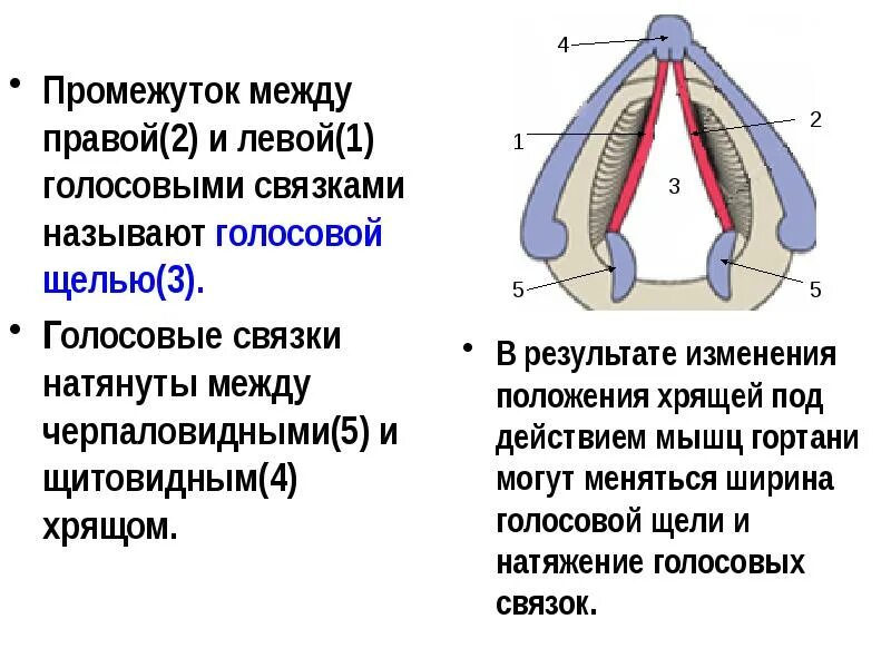 Мышца изменяющая напряжение голосовых связок