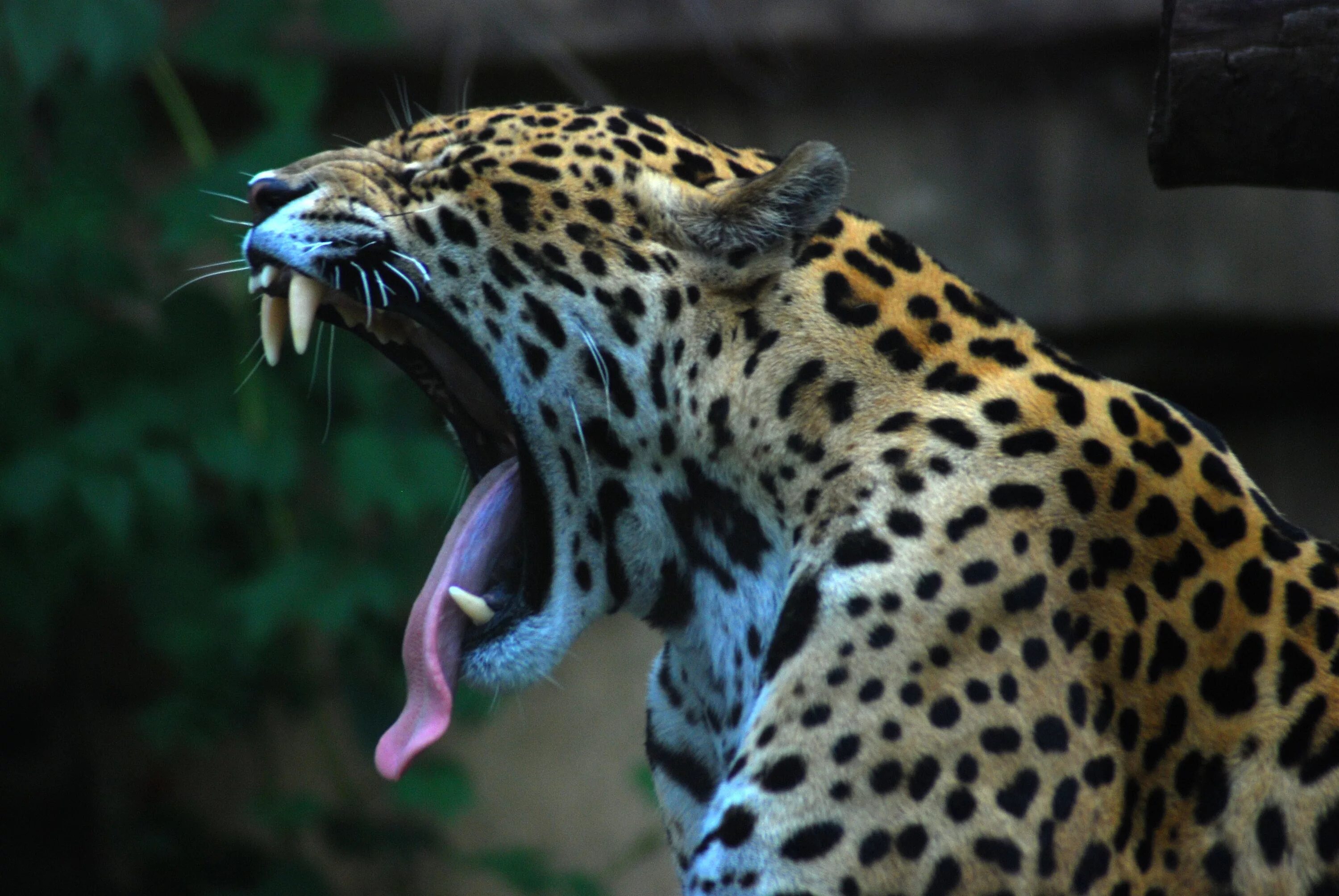 Ягуар Panthera onca. Ягуар Южная Америка. Ягуар и леопард. Ягуар животное Южной Америки.