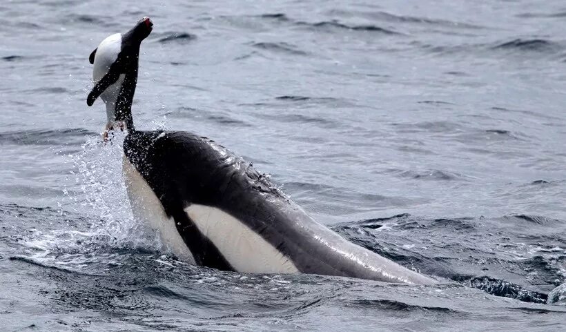Пингвин касатка лодка. Касатка в Антарктиде. Касатка в Антарктике. Касатка хищный Дельфин. Морской леопард Касатка кит.
