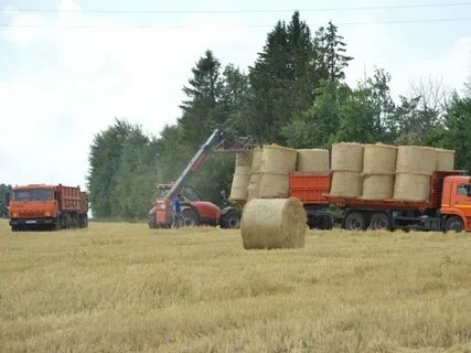 Староминское сельское