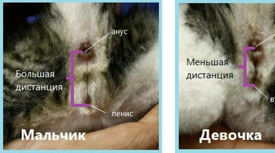 Как отличить котенка мальчика от котенка