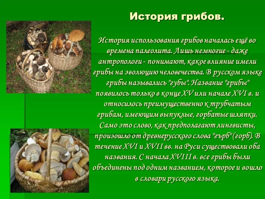 Краткое сообщение о грибах. История грибов. происхождение грибов. рассказ о грибах. грибы презентация.