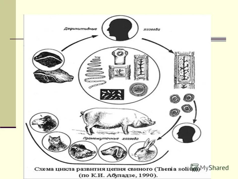 плоские черви ресничные ленточные. широкий лентец ￼белая планария. цикл развития плоских червей печеночный сосальщик. цикл развития печеночного сосальщика. жизненный цикл плоских червей схема.