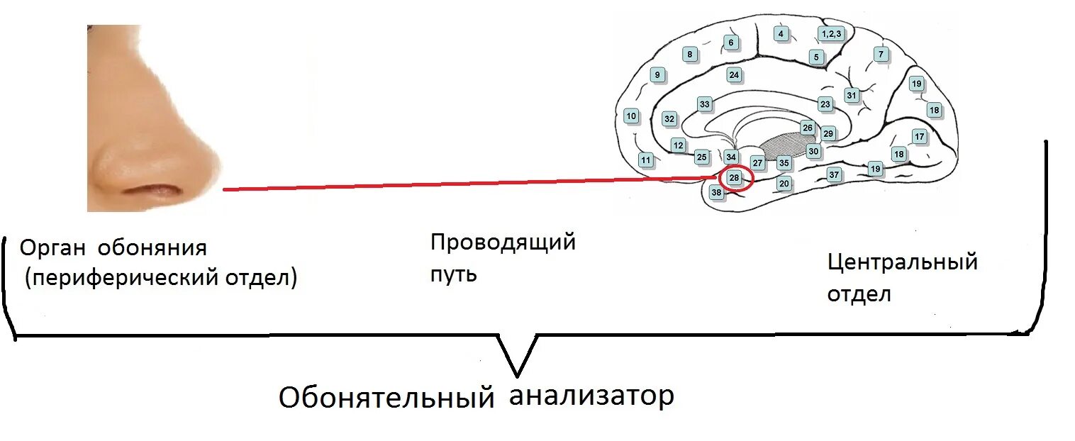 Орган обоняния отделы. Обонятельный анализатор нос. Периферический отдел обонятельного анализатора. Периферический отдел обонятельного анализатора картинка. Центральный отдел обонятельного анализатора схема.