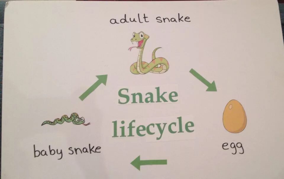 Snake project. Snake life cycle. жизнь змейки на английском. книги жизненный цикл змеи. snake_life_channel.