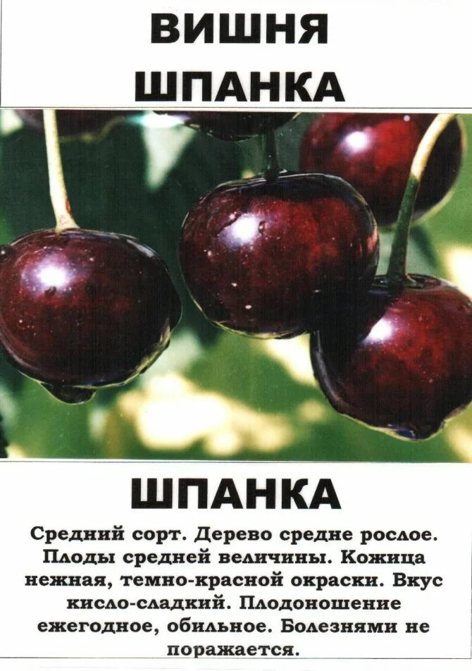 Вишня панди фото Molot-Club.ru