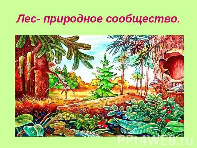 Природное сообщество лес. Природное сообщество лес рисунок. Рисунок на тему природное сообщество. Природное сообщество лес рисунок 3 класс. Природное сообщество лес 5 класс биология