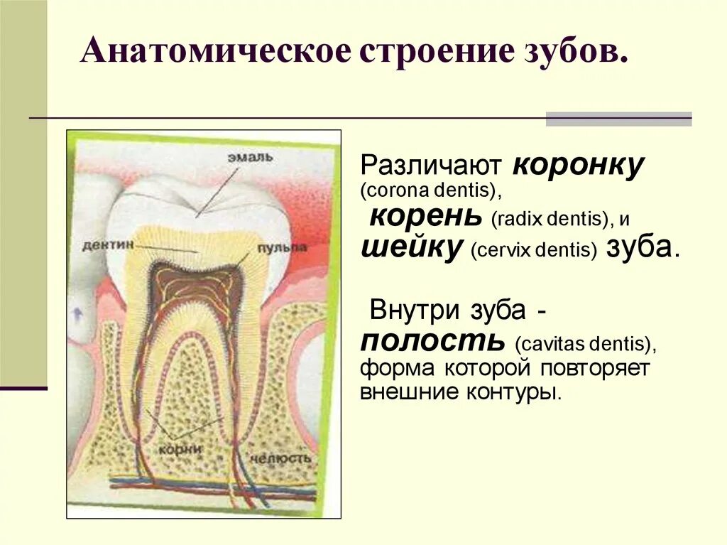 Соединительная ткань строение зуба. Анатомическое строение фронтальных зубов. Строение корневых зубов. Анатомическое строение зуба анатомия. Видимая часть зуба