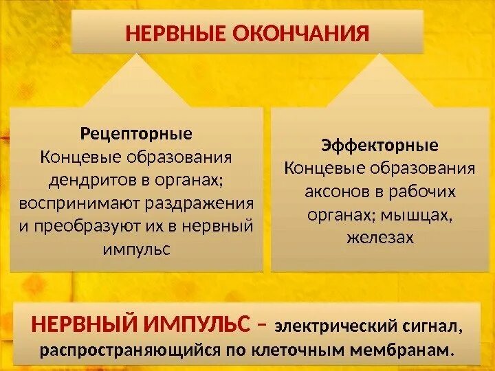 Нервные окончания функции. Нервные окончания. Рецепторные и эффекторные нервные окончания. Нервные окончания классификация нервных окончаний. Нерв окончания классификация.