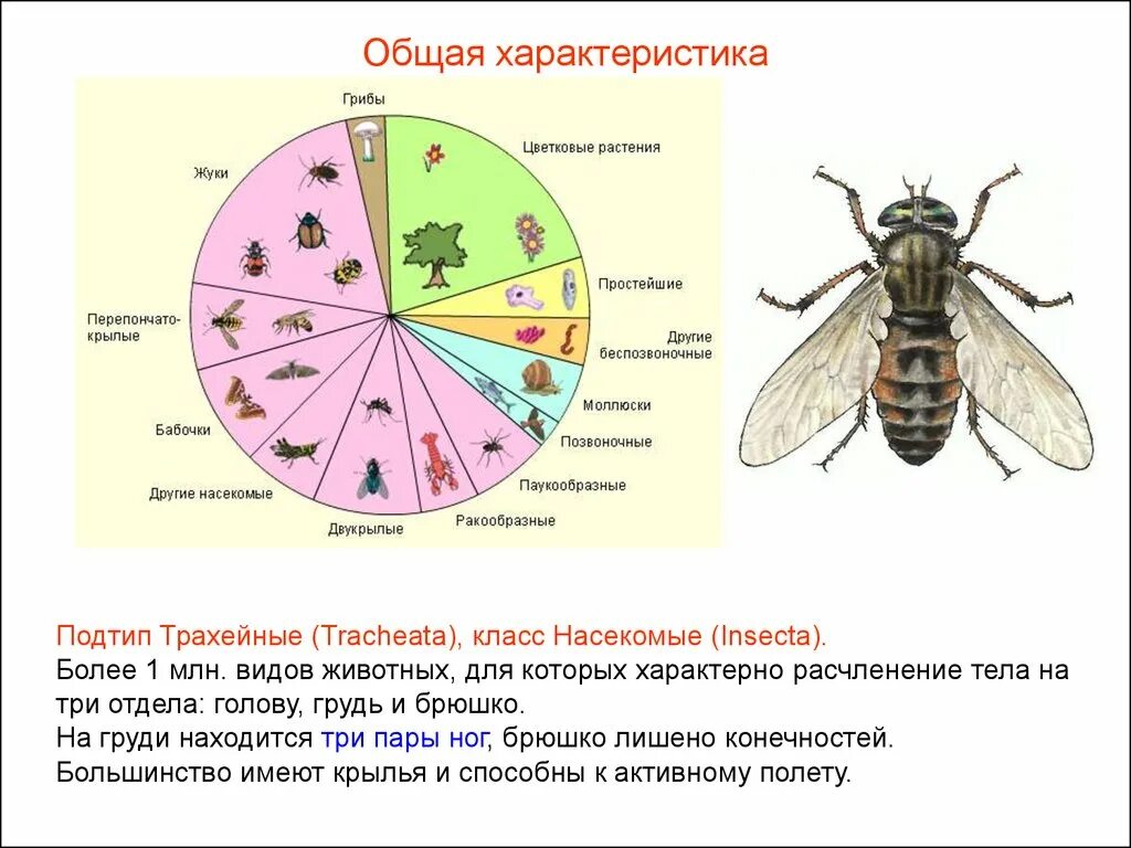 Три особенности насекомых. Общая характеристика насекомых 2 класс. Характеристика насекомых 7 класс биология. Класс насекомые общая характеристика. Класс Insecta насекомые.