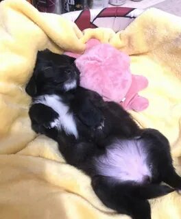 Приют для кошек в тольятти