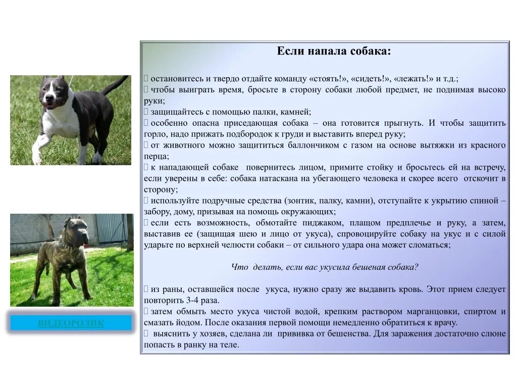 Что делать при нападении. Если напала собака. Что делать если напала собака. Действия при нападении собаки. Что делать если напала собака на человека.