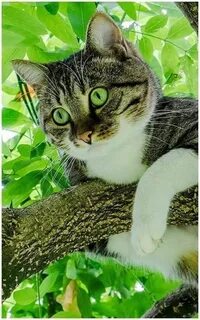Кот домашний телефон