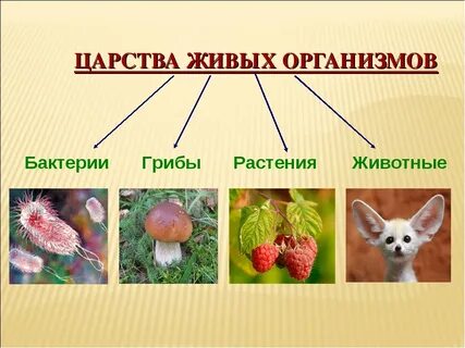 Грибы и бактерии в жизни растений