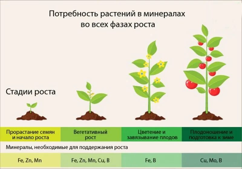 Как называют процесс роста. Фазы роста растений. стадии роста растений. микроэлементы для растений. влияние микроэлементов на растения.