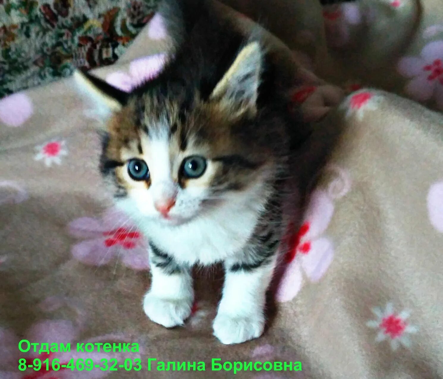 Как выглядит котенок полтора месяца Котенок полтора месяца