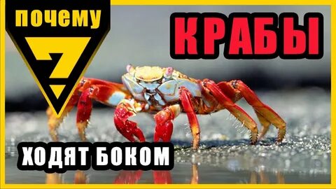 Почему краб
