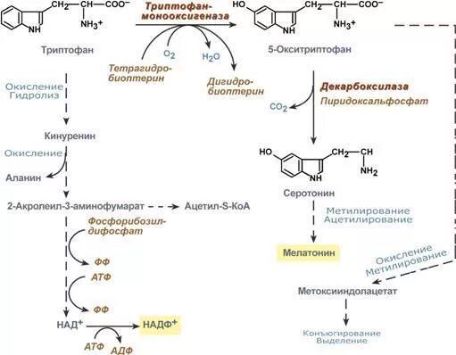 Серотониновый путь обмена триптофана. Схема метаболизма триптофана в организме человека. Кинурениновый путь обмена триптофана схема. Кинурениновый путь метаболизма триптофана.