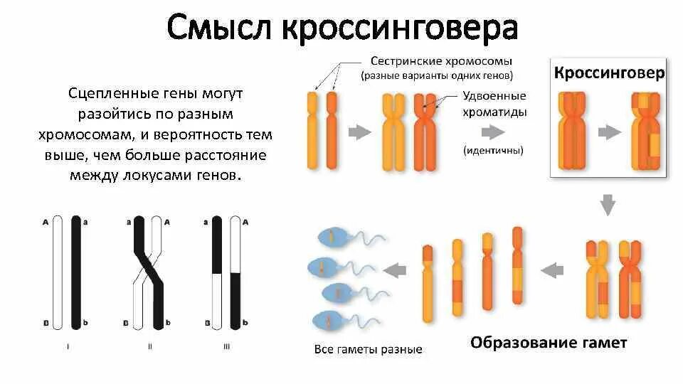 Между какими генами происходит кроссинговер. Конъюгация y хромосомы. биологическое значение кроссинговера. вероятность кроссинговера. кроссинговер хромосом.