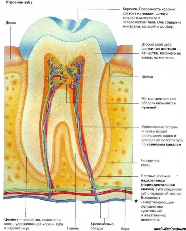 Схема строения зуба анатомия. Строение корня зуба человека. Схема анатомического строения зуба. Послойное строение зуба.