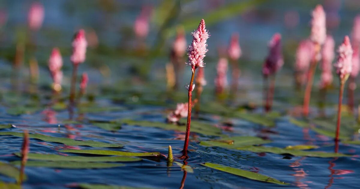 Цветущие водоросли. Цветение водорослей. Цветущие водоросли Северо-Западного региона. Как цветут водоросли. Как цветёт вода фото.