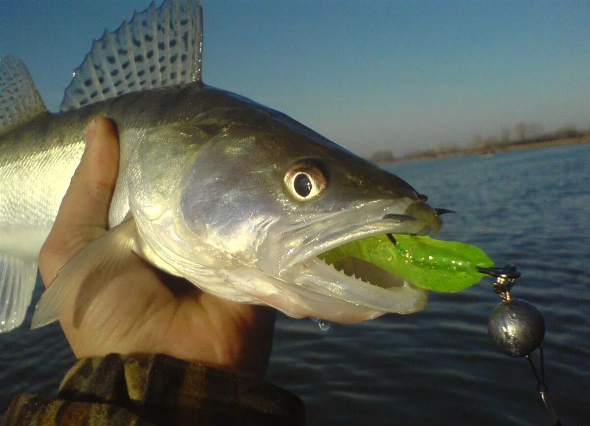 Можно ловить судака. Судак донской рыба. Можно ловить судака. Судак на джиг. Судак на джиг.