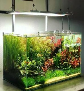 Растения рыбки