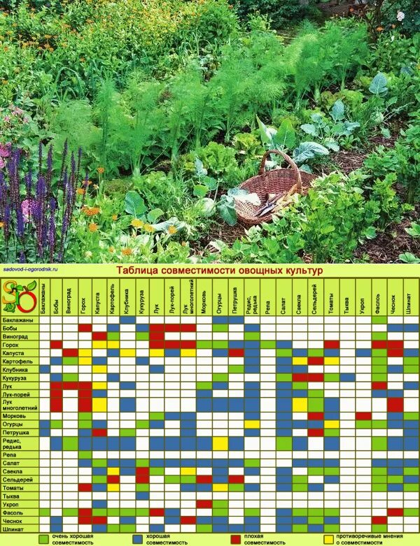 Какие культуры сажают рядом. Таблица совместимости растений на огороде соседство овощей. Огородное соседство овощей таблица. Соседство растений на огороде таблица овощей грядках совместимости. Совместимость овощных культур при посадке на грядке таблица.