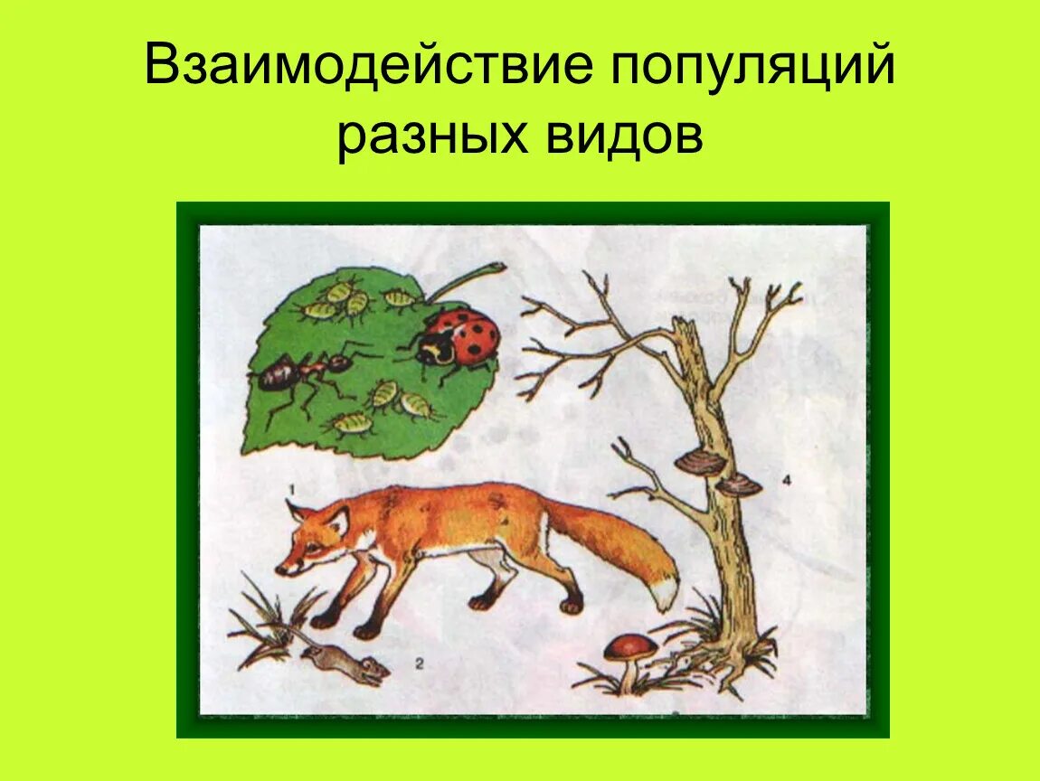 Взаимодействие популяций разных видов. Типы взаимодействия популяций разных видов. Взаимодействие популяций разных видов в экосистеме. Взаимоотношения организмов в популяциях.