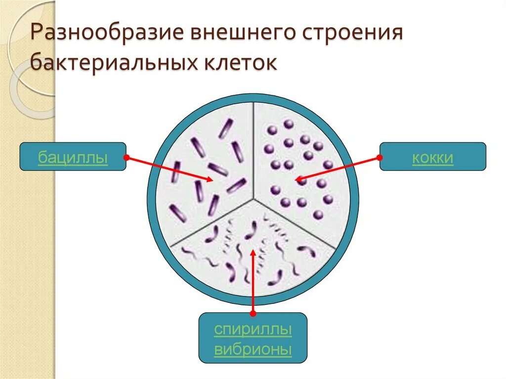 Схема бактерии 5 класс биология. Строение бактерии. Разнообразие внешнего строения бактериальных клеток. Строение бактериальной клетки. Схема бактерии.
