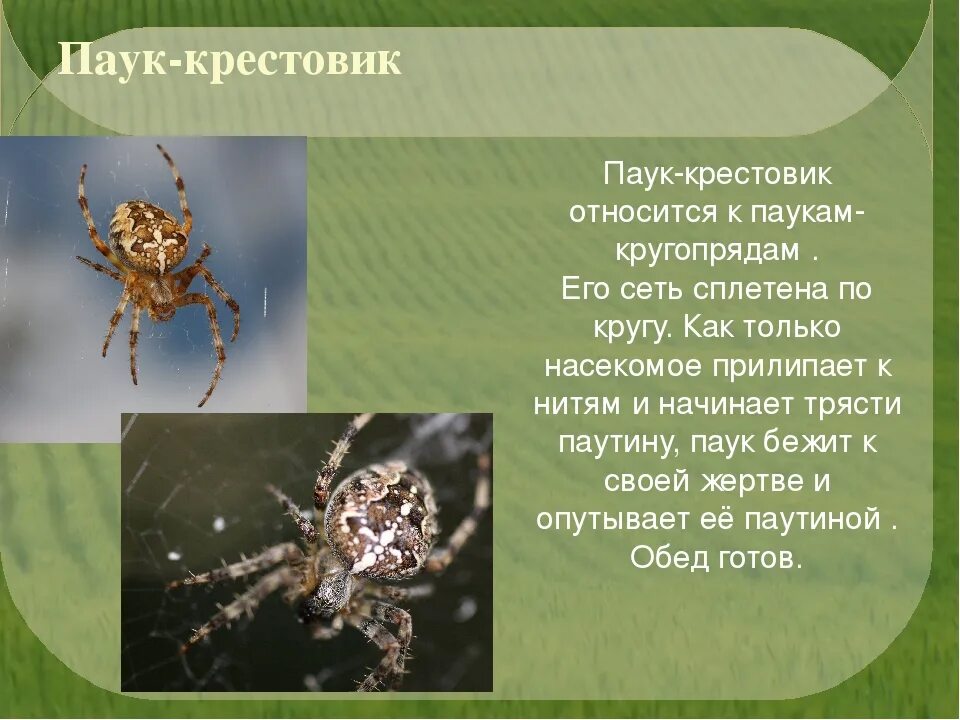 Паук относится к паукообразным. Рассказ о пауке крестовике. Рассказ о пауке крестовике для 2 класса. Класс паукообразные паук крестовик.