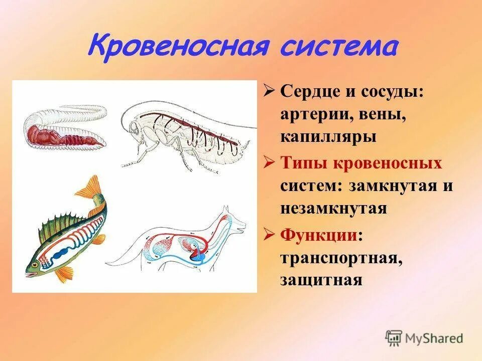 Органы животных 6 класс. Система животных. Органы и системы органов животных. Замкнутая кровеносная система у животных. Схема системы органов животных.