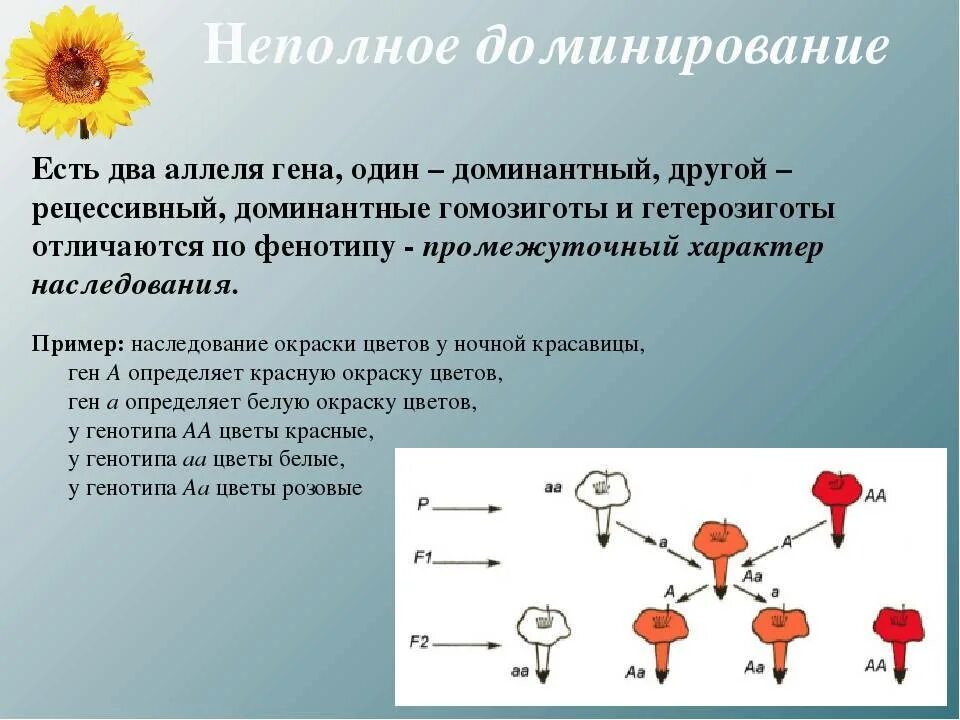 Неполное доминирование примеры. Ночная красавица неполное доминирование. Задачи на неполное доминирование. Неполное доминирование признаков у человека. Особенности доминирования