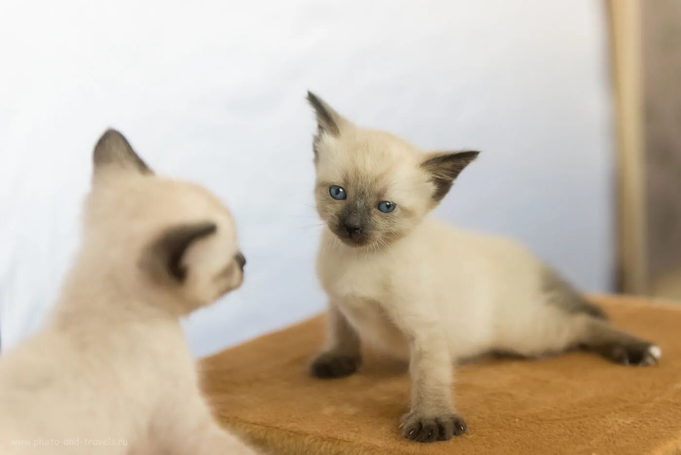 Как красиво сфоткать котят. Фотографировать котят. Как красиво сфоткать котят на продажу. Милые котята. Фотографировать котят.