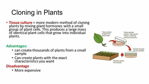 Cloning into