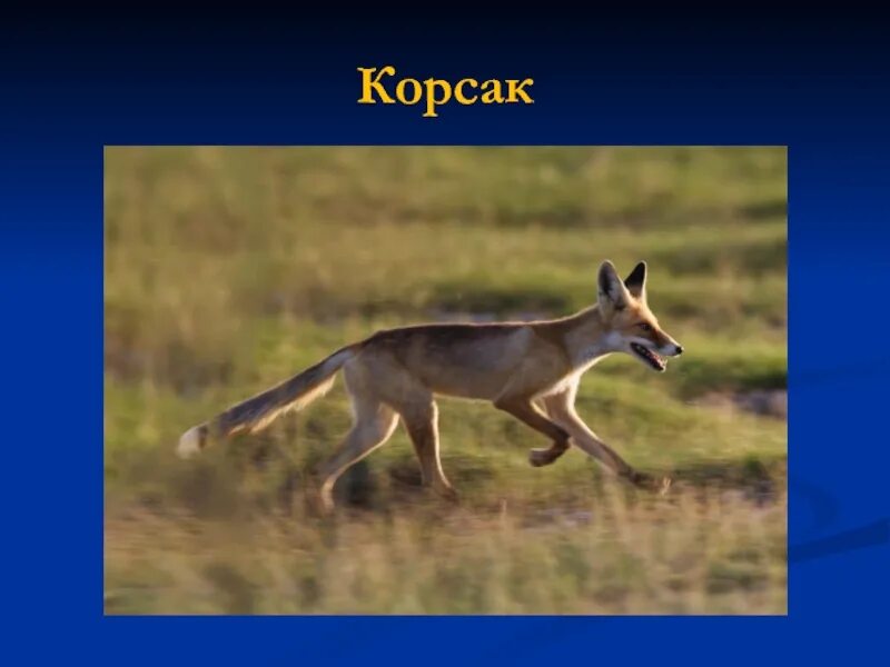 Корсак сообщение 4 класс окружающий мир. Схема питания корсака. степан какому животного называют. что ест корсак цепь.