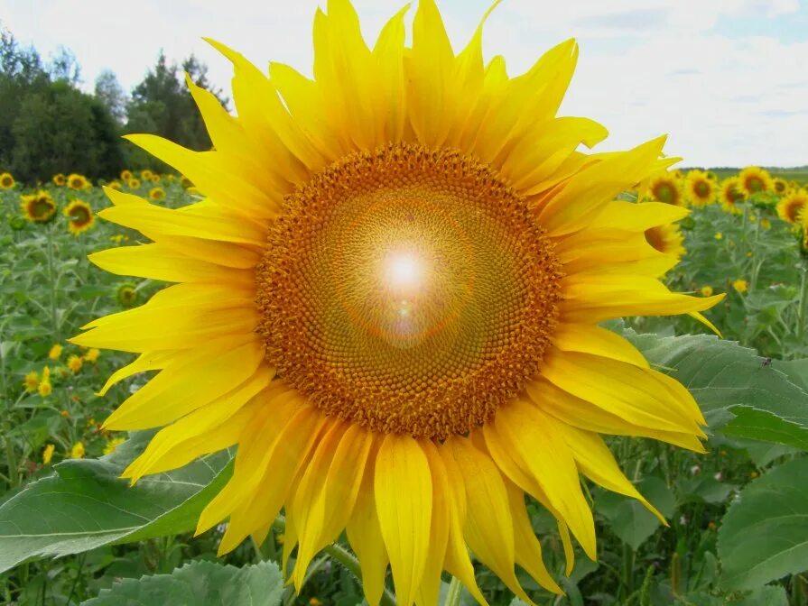 Подсолнечник битюг гавриш. Подсолнечник сорт передовик. Подсолнечник однолетний бамбино. Подсолнечник санбрайт. Семена подсолнечник битюг.