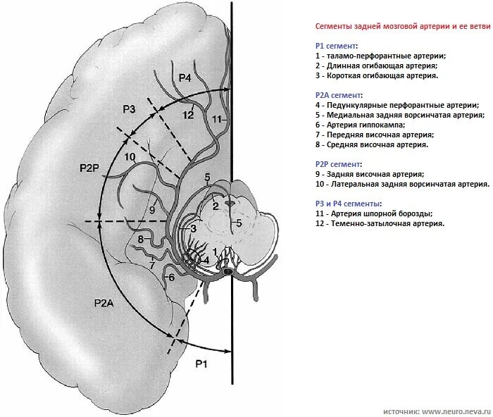 Сма мозга. Сегменты задней мозговой артерии. Сегменты задней мозговой артерии на кт. Р2 сегмент задней мозговой артерии. Задняя мозговая артерия анатомия сегменты.