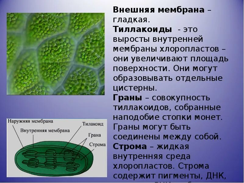 Какая клетка содержит хлорофилл