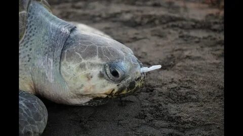 Экология морских животных