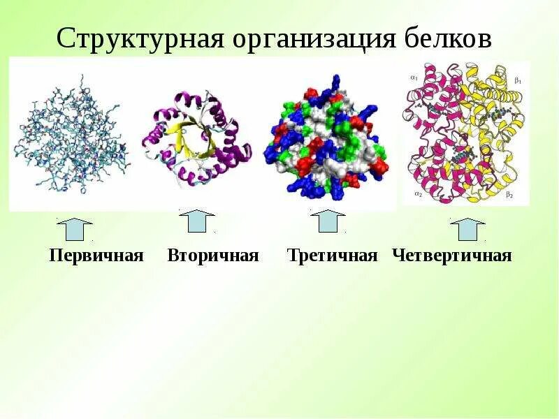 Строение и уровни структурной организации белков. Уровни структурной организации белковой молекулы. структурная организация белков. четыре уровня структурной организации белков. белки структурная организация.
