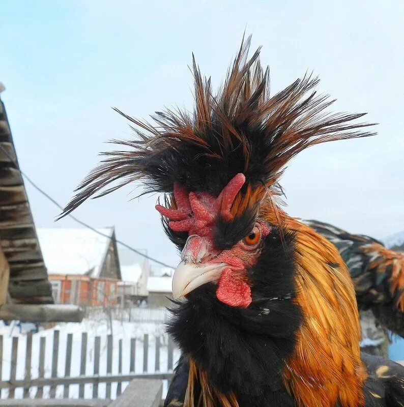 Петух. Жирный петушок. Петух конченый. Красивый петух. Опасный петух.