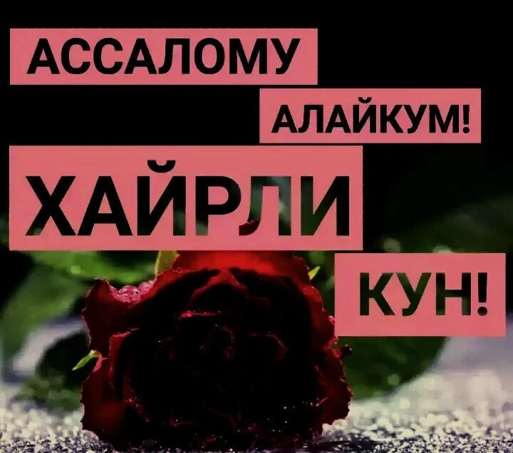 Ассалому алайкум хайрли тонг. Хайрли тонг картинка. Хайирли тонг жоним. Хайрли тонг хайрли кун. Хайрли тонг.
