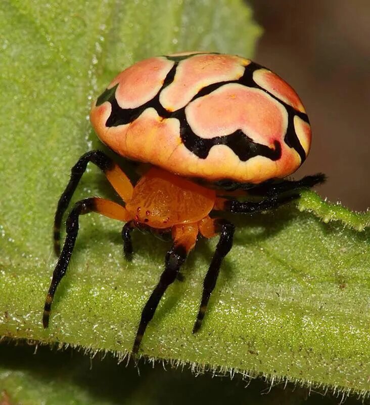 Gasteracantha arcuata / Spiny Orb Weaver Spider species, Bugs and insects, Insec