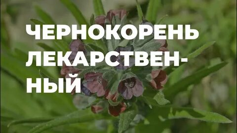 Трогаешь корень